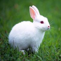 🐰放射線技師の　　お仕事紹介🐰
