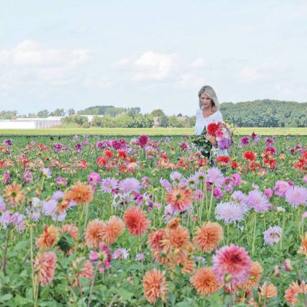 10 Potret Keindahan Ladang Bunga Dahlia Saat Musim Panas Di Belanda