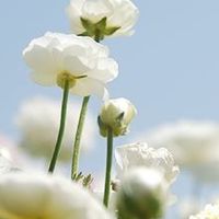 แชทคุยเล่น by ครีม