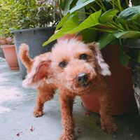 🐱咪家寵物🐶