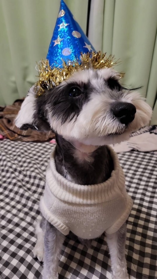 スパファン限定オプチャ🙉🐶