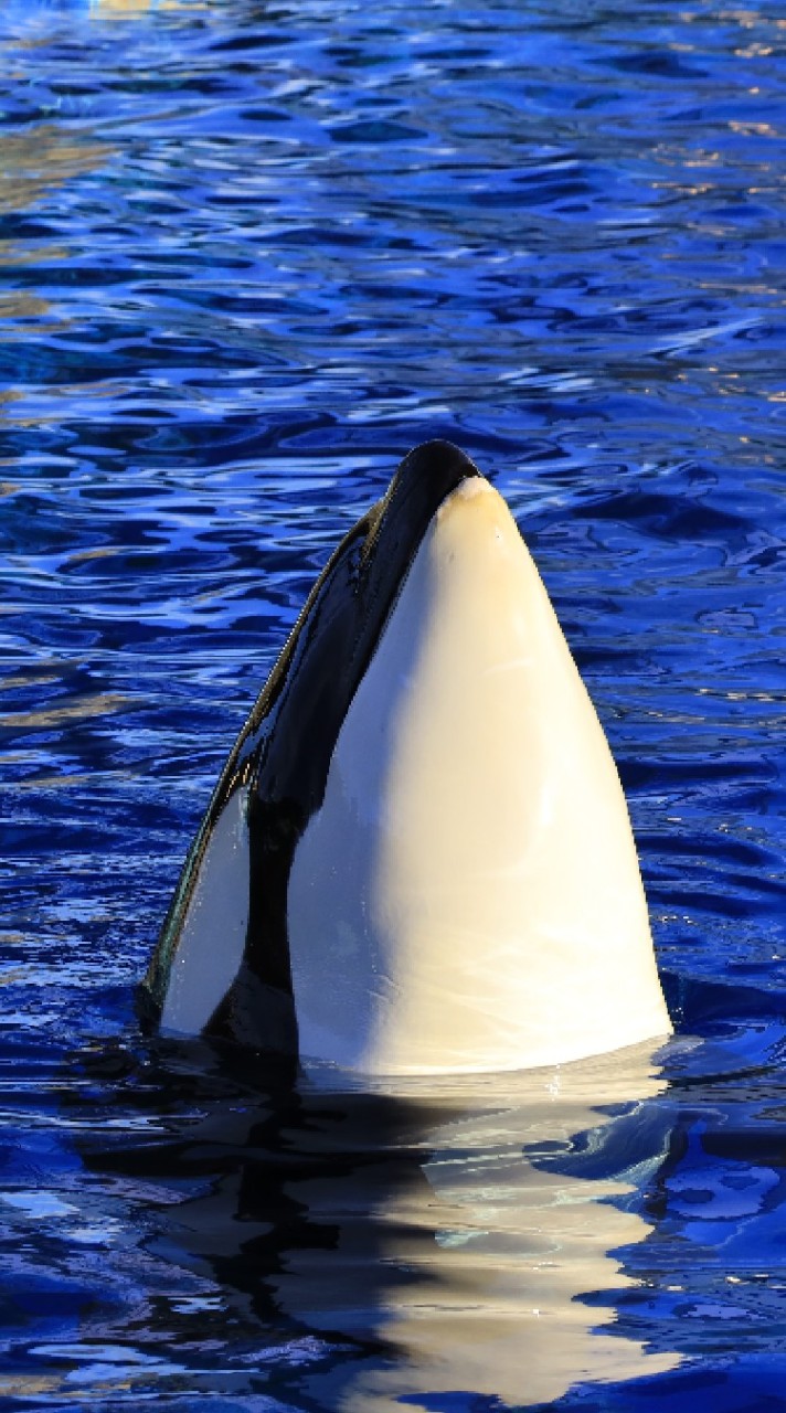 名古屋港水族館のシャチ＆イルカその他情報