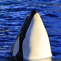 名古屋港水族館のシャチ＆イルカその他情報
