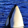 名古屋港水族館のシャチ＆イルカその他情報