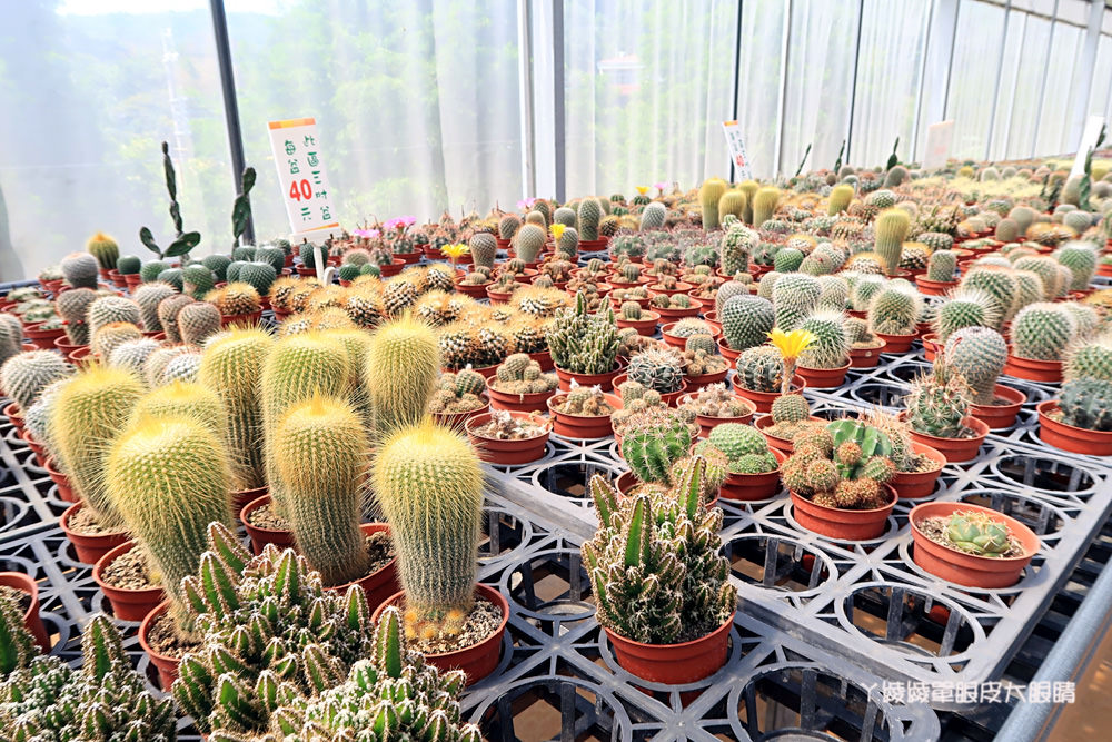 新埔普羅旺斯小木屋餐廳，超夢幻的雨滴蛋糕和草莓飲品，新竹賞櫻景點推薦！