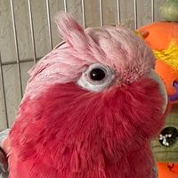 ちあたんファンクラブ🩷🩶🪽