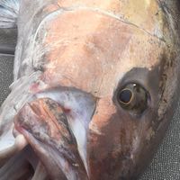 ジギング研究会