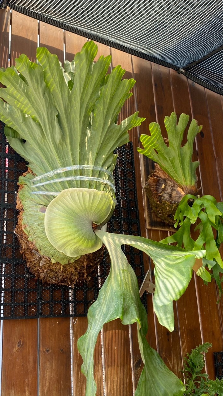 新竹 鹿角蕨 觀葉植物