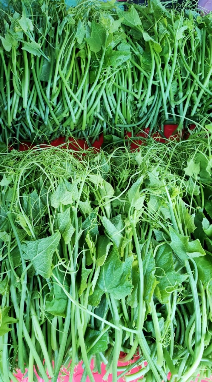 🥦龍鬚菜家族🥬