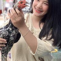 ไก่ชนVIP V.5