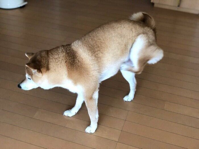 犬の体のスゴイ機能