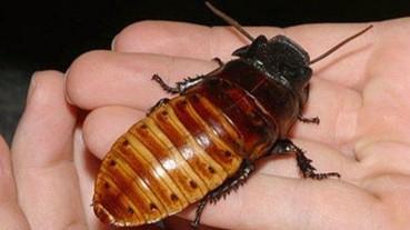 想低調也難！絕對能抓住眾人目光的 7 種寵物