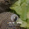 ㄧ群🙏陳小晴🐢愛養龜（買賣群）