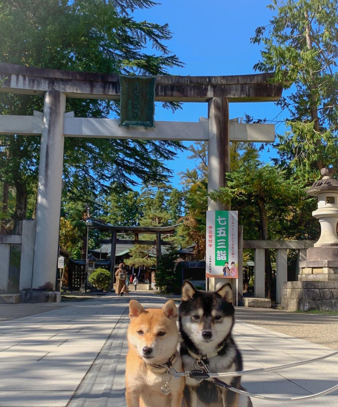 日本全国を旅する豆柴の旅行記 山形県が誇る火口湖の絶景に柴犬もにっこり