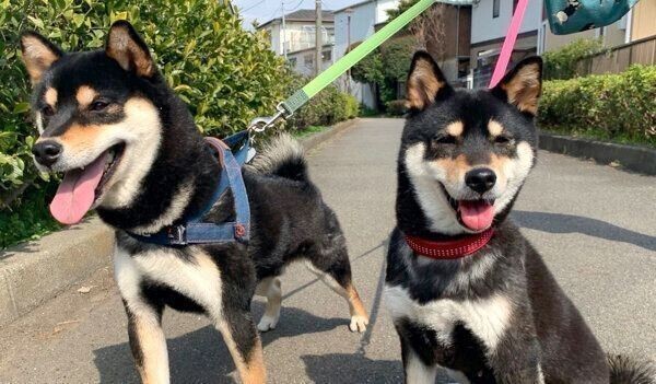 犬と一緒に寝ることをおすすめできない理由とは