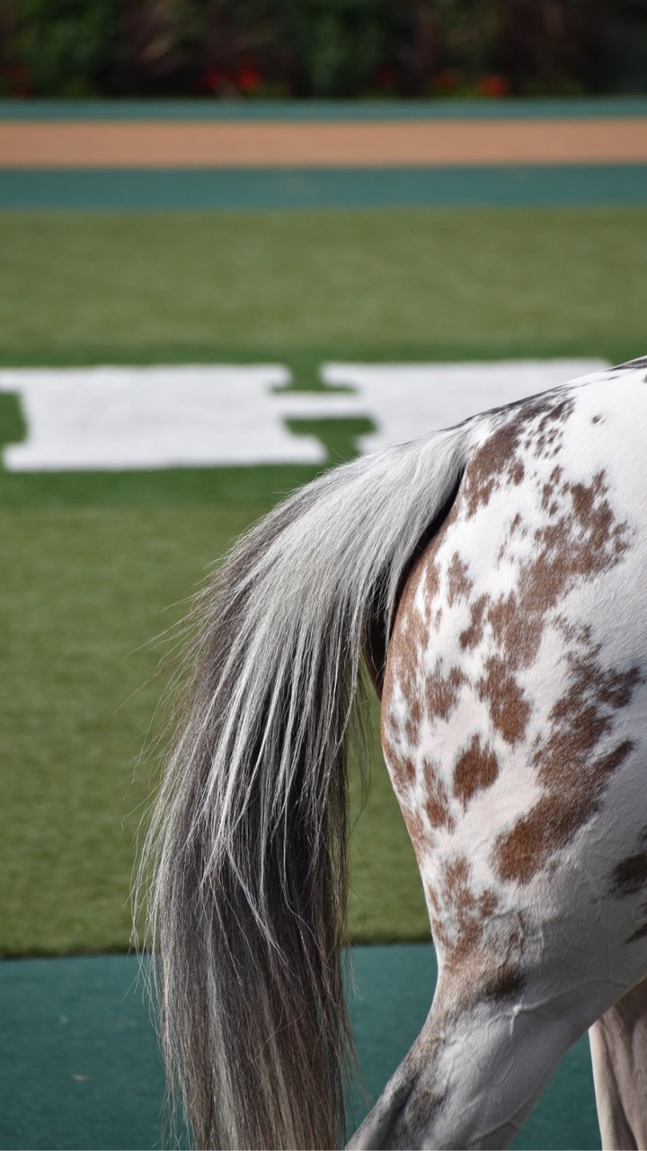 ほの競馬と競馬する会 OpenChat