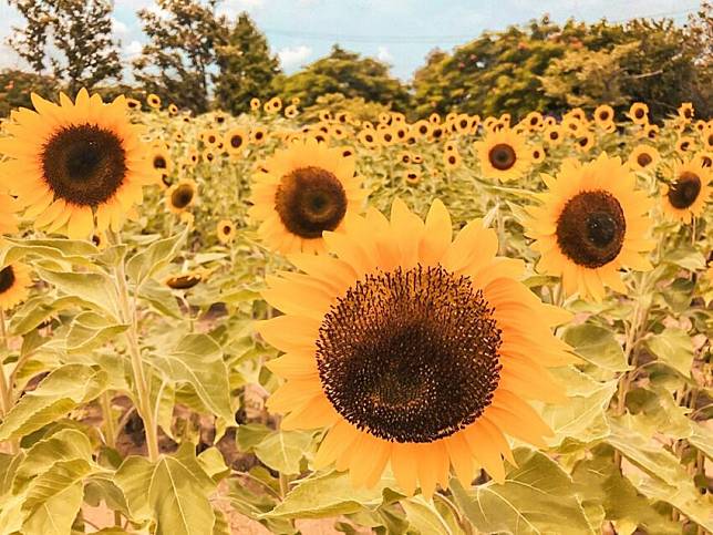 照片來源：IG ＠coralland