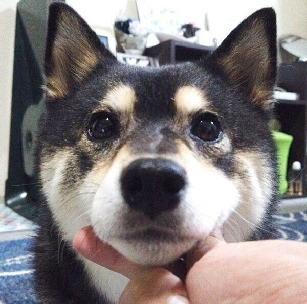 欧米スタイルの犬のしつけが先を行っているわけではない いぬのきもちnews