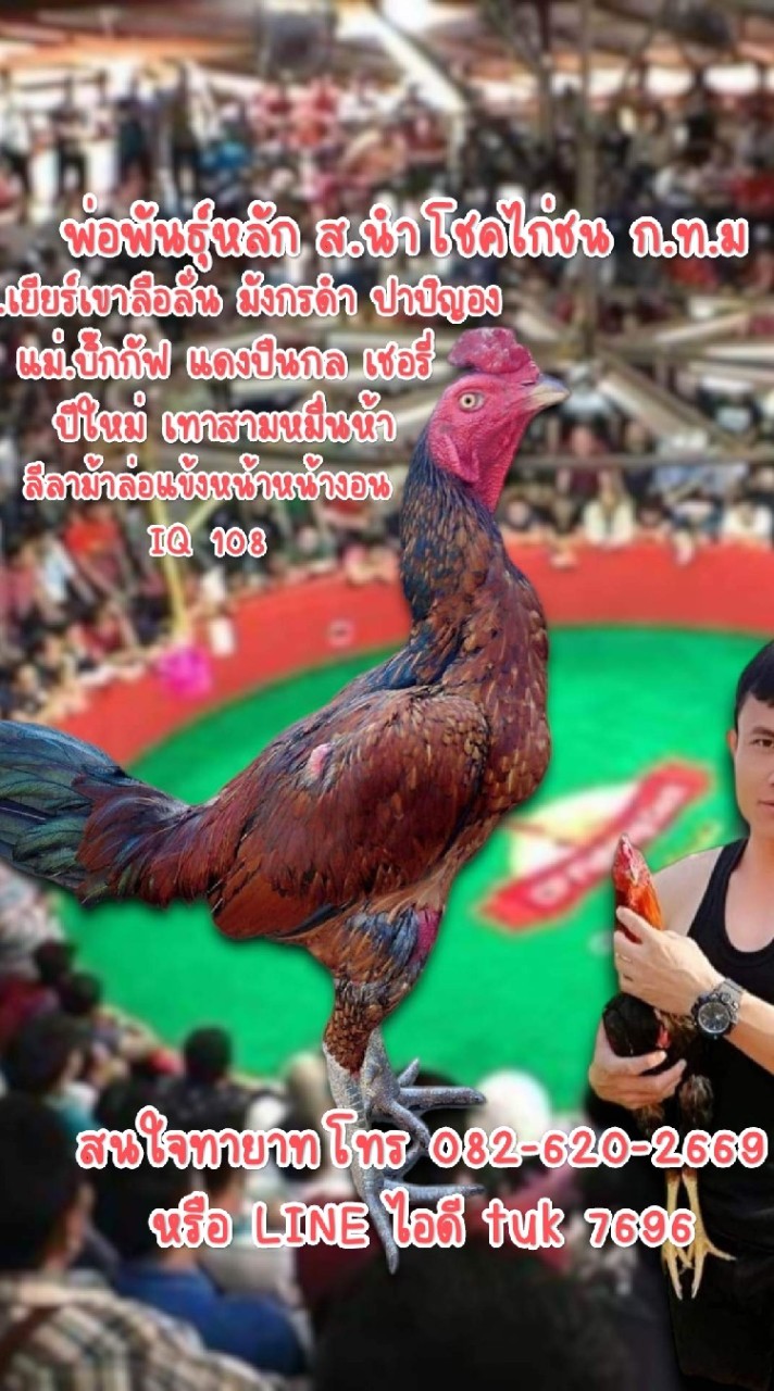 ส.นำโชคไก่ชน กทม