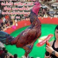 ส.นำโชคไก่ชน กทม