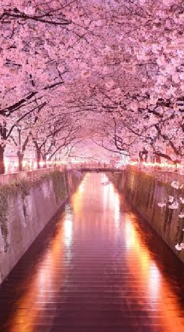 🌸หมู่บ้านซากุระ🌸
