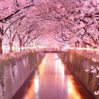 🌸หมู่บ้านซากุระ🌸