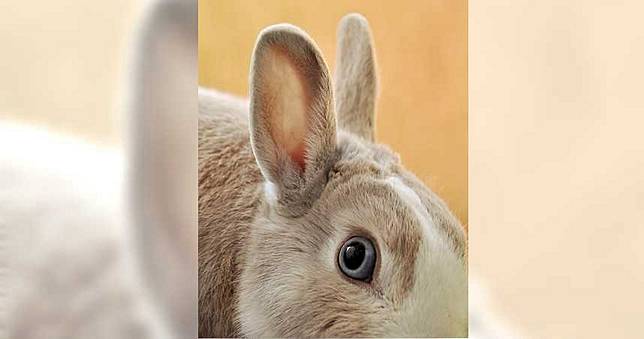 中、西醫認證　「耳垂有皺摺」是心臟病前兆！
