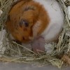 動物好きさん集まって〜