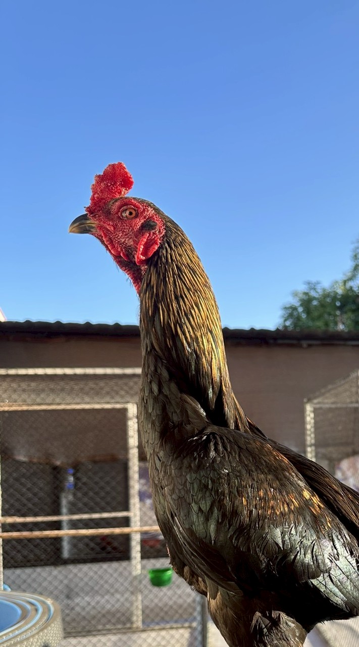 ซุ้ม บิวสิงห์เทพสมุทร 🐓