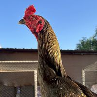 ซุ้ม บิวสิงห์เทพสมุทร 🐓