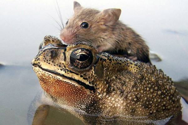 Kumpulan Foto Gemas Hewan Menunggangi Hewan Lainnya