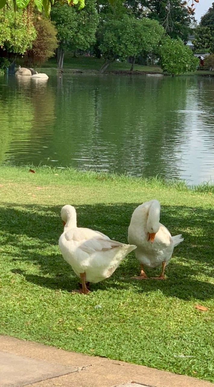 ˚⋆🦢𖦹ปั๊มไลค์/ฟอล by prang . ݁🪽₊ ⊹
