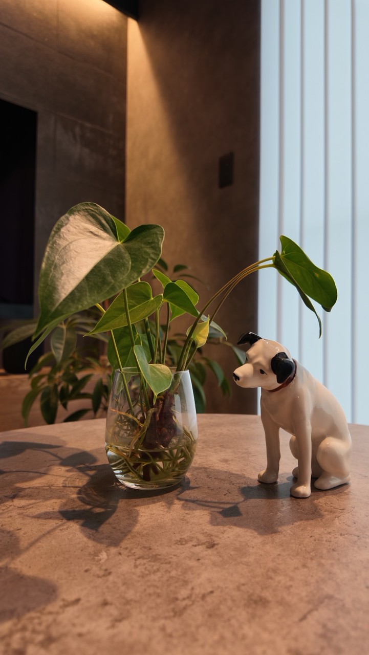 🐶大人の放課後倶楽部🐱