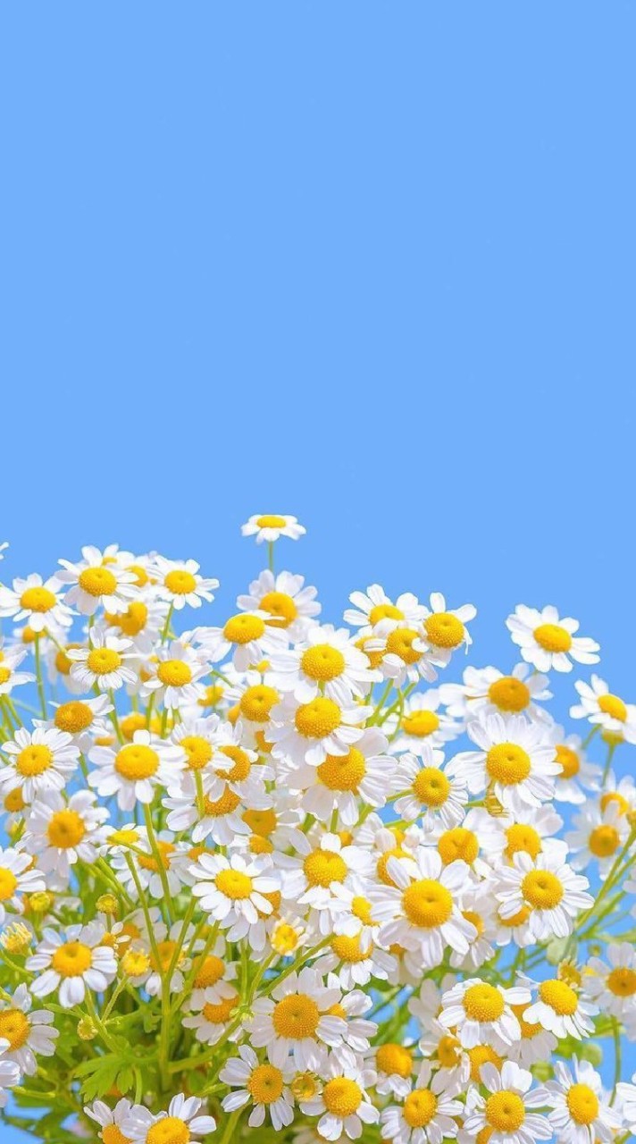 โรงเรียนเมจหญิง 🌼