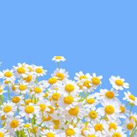 โรงเรียนเมจหญิง 🌼