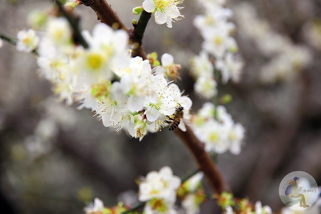 台中新社梅花秘境
