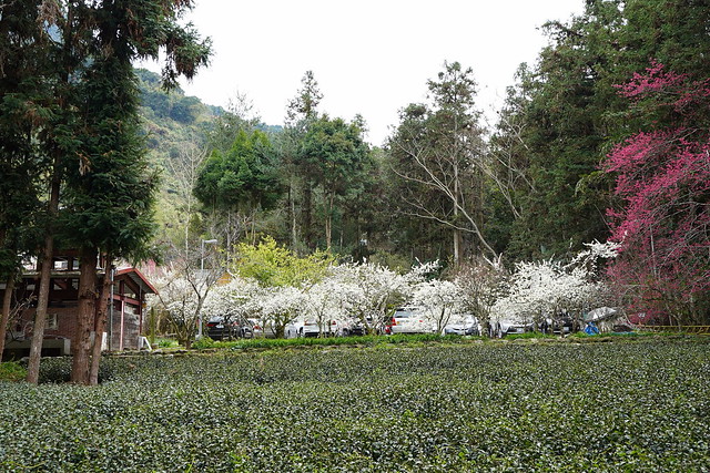 2023草坪頭櫻花季