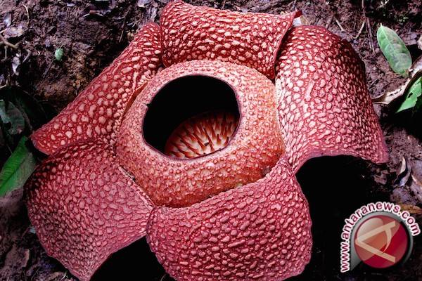 Bunga Rafflesia Gadutensis Dicincang Orang Sampai Hancur