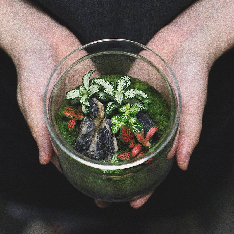 【種嘢 】苔蘚造景生態瓶 - 有蓋玻璃小瓶