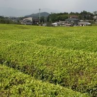 錦綾同窓会写真部  (笑)