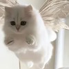 ᴀᴛᴏᴘᴏs sᴛᴜᴅɪᴏㅣ包材美粧團購