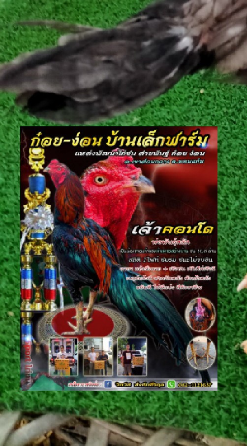 ก๋อย-ง่อนบ้านเล็กฟาร์ม