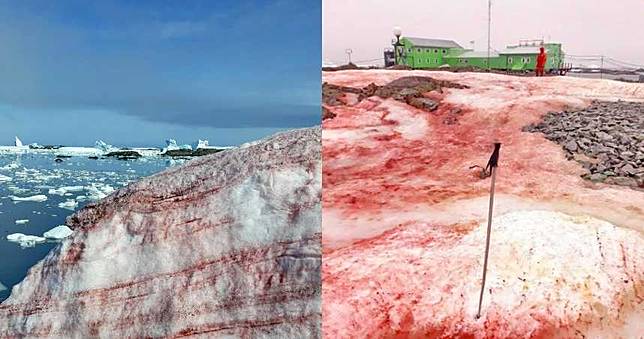 血染南極大地！白雪下生物罕見甦醒…迅速繁殖科學家憂心