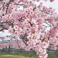 パパ&ママ会🌸　愛知三河地区限定