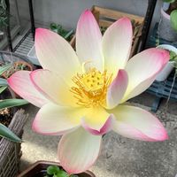 🌴宮崎の園芸🌿グリーンマニア🌲情報交換場所🌳
