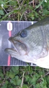 TikTok全国バス釣り調査隊