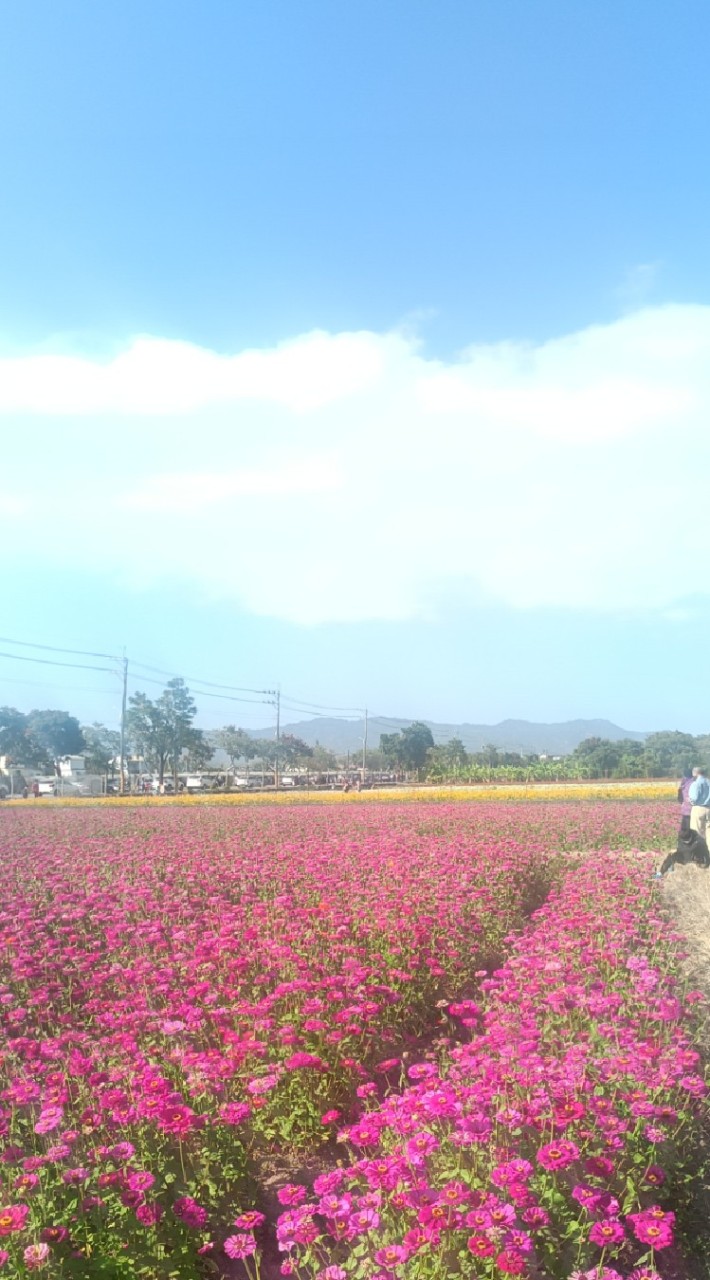 桃花園