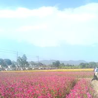 桃花園