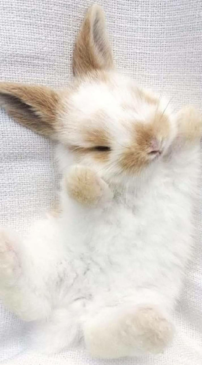 Rabbitry ภาพกระต่ายน่ารัก