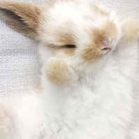 Rabbitry ภาพกระต่ายน่ารัก